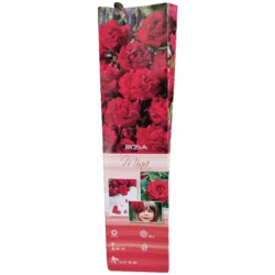 Red Rose